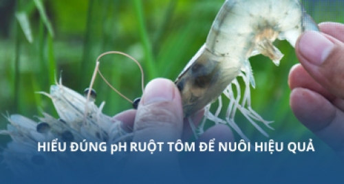Hiểu đúng pH ruột tôm để nuôi hiệu quả